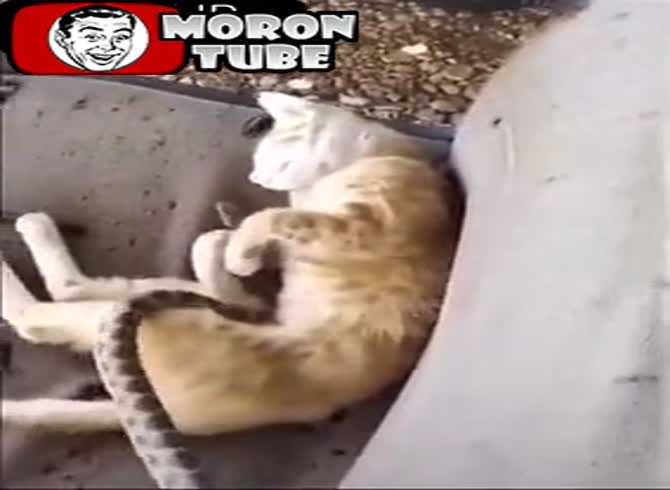 Video :A cat being tickled by a snake